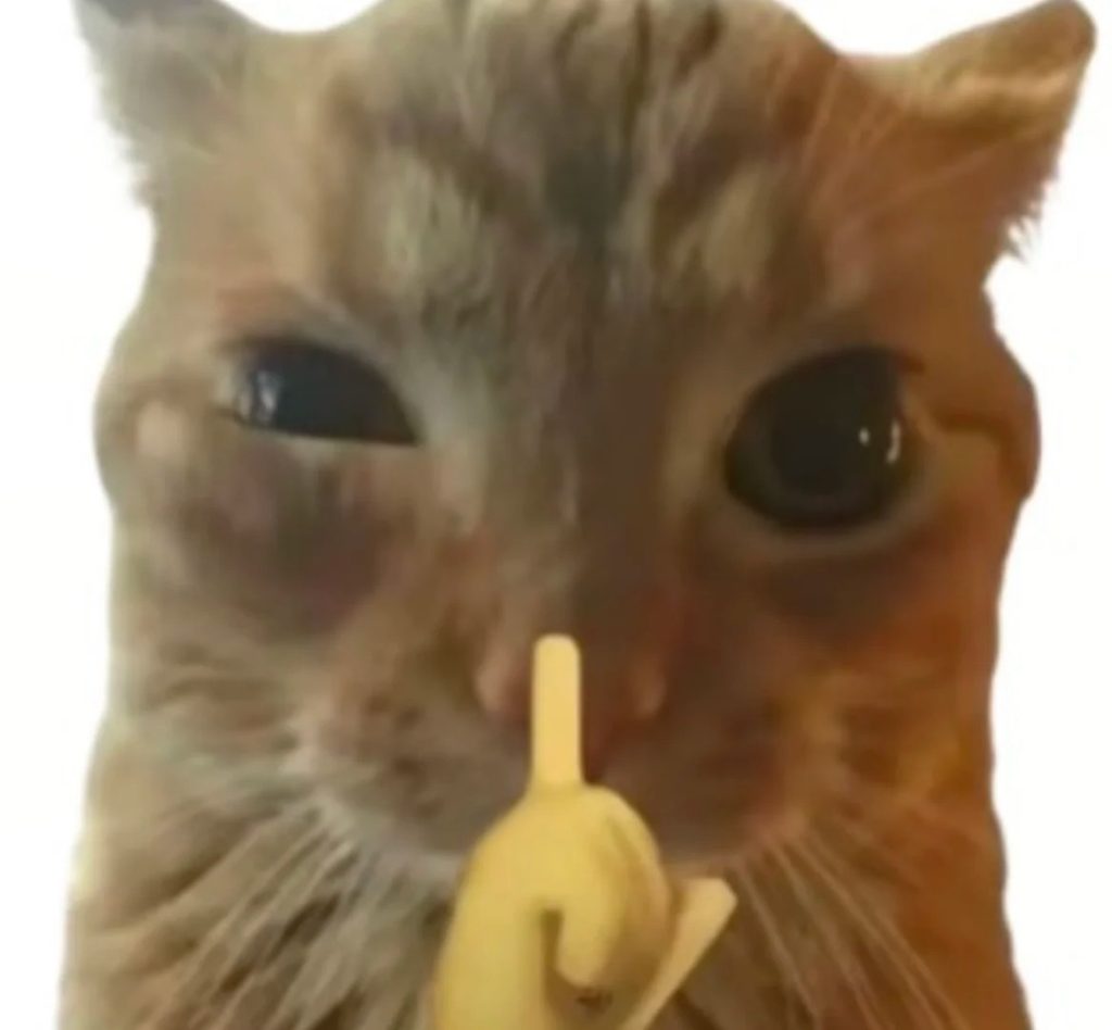 飞机杯和真人的区别到底在哪儿?飞机杯是不是更舒服3 20260731140855912-高糊小猫表情包积积_1_Malojitty_来自小红书网页版