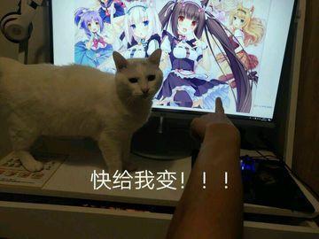 “快给我变！！！”—猫又娘评测1