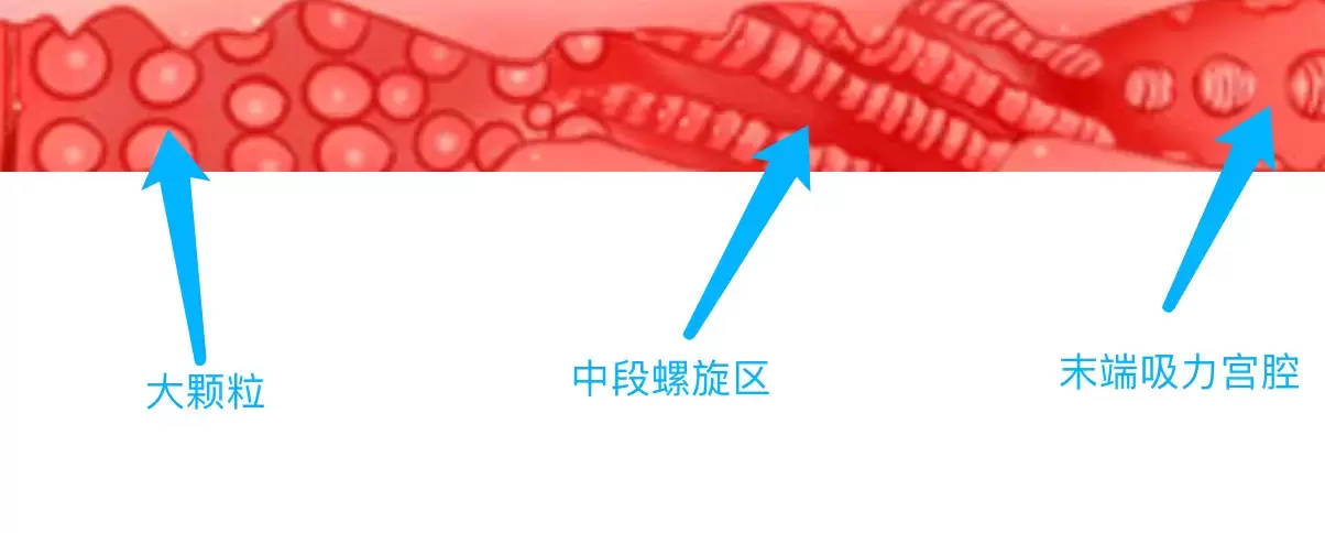 YUU热感奶瓶评测:我先干了这杯热热奶5 YUU热感奶瓶评测:我先干了这杯热热奶5